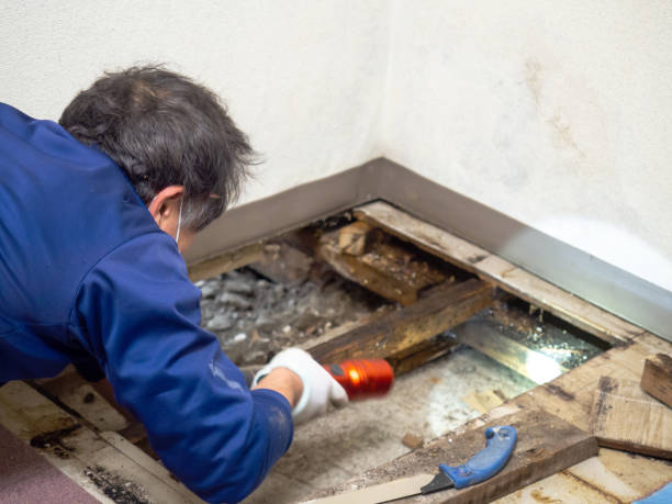 Best Industrial Mold Remediation in Savannah, MO