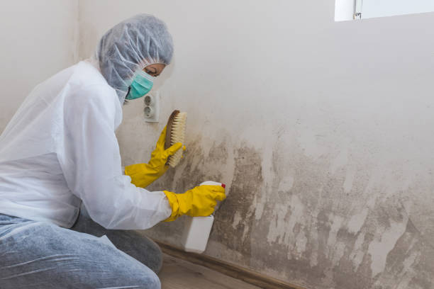 Best Post-Flood Mold Remediation in Savannah, MO