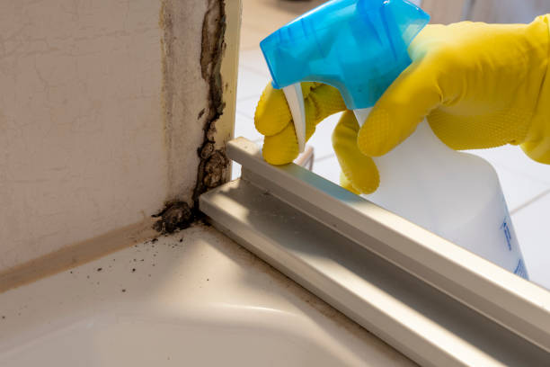 Best Industrial Mold Remediation in Savannah, MO