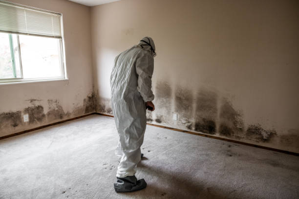Best DIY Mold Remediation Support Services in Savannah, MO